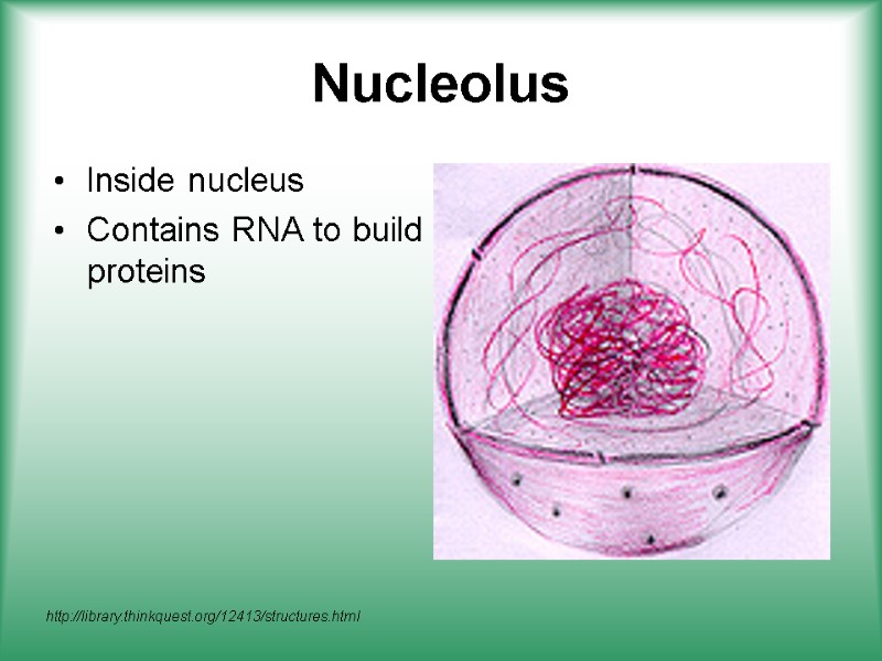 Nucleolus Inside nucleus Contains RNA to build proteins  http://library.thinkquest.org/12413/structures.html